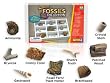 Educational Insights EI-5204 Geosafari Fossils Collection