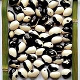 Bean Seeds - Shell Bean Yin Yang
