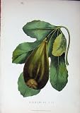 1885 Gardening Fruit Brunswick Fig Nature Colour Print