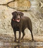 Chocolate Labrador Retrievers 2008 Hardcover Weekly Engagement Calendar