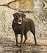   - Chocolate Labrador Retrievers 2008 Hardcover Weekly Engagement Calendar