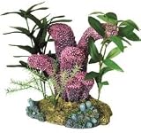 Coral Florals Lavendar Cats Paw wPl (Blue Ribbon)