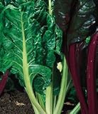 Fordhook Giant Swiss Chard 120 Seeds - B001KU8Z1A