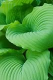 Wallmonkeys Peel and Stick Wall Decals - Piedmont Gold Hosta Leaves - 48