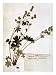 Alchemilla, from a Herbarium Art Giclee Poster Print by Jean Jacques Rousseau, 12x16
