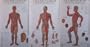 Five-Colour Standard Wall Chart of Meridians and Acupuncture Points