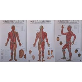 Five-Colour Standard Wall Chart of Meridians and Acupuncture Points