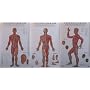 Five-Colour Standard Wall Chart of Meridians and Acupuncture Points
