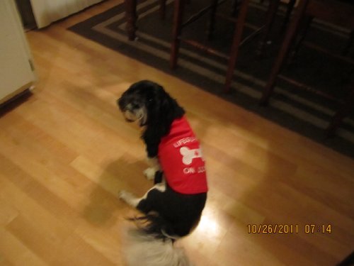 Embroidered Dog Tee Shirt - 