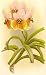 About Orchids