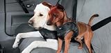 BMW Dog Safety Harness Genuine Factory OEM 82200308651 Small 41DUgR%2BXQQL. SL160 BMW Dog Safety Harness Genuine Factory OEM 82200308651 Small
