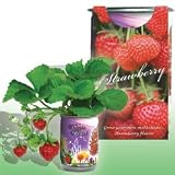 The Patent Magic Plant- Strawberry