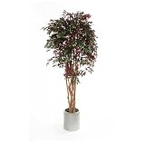 Review i-koncepts Ltd  / 6ft Capensia with Natural Stem - Artificial Plant