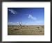 Arid Landscape, the Outback, South Australia, Australia Collections Framed Art Poster Print by Mark Mawson, 22x18