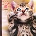 こねこ暮らし