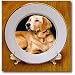 Golden Retriever - 8 Inch Porcelain Plate