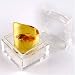 Amber Fossil Large Specimen Piece