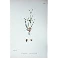 BOTANY PLANTS c1902 LESSER JOINTED RUSH JUNCUS SUPINUS