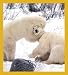 Polar Hug Polar Bear Bookmark