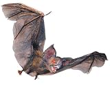Huge 60 Flying Hanging Vampire Bat Halloween Prop