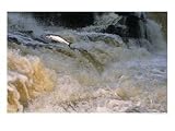 Leaping Salmon in the Ballysadare River in Ireland, Fish Photographic Poster Print by Paul Nicklen, 24x18