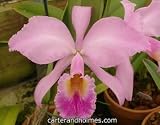 Cattleya gaskelliana 'Linc's Dark' x self