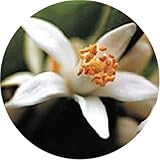 生活の木 フローラルウォーター ネロリ 200ml