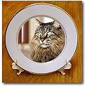 Cats - Maine Coon - Plates