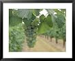 Riesling Grapes Hanging On Vine Framed Art Poster Print, 31x25