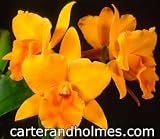 Blc. Bouton D'Or 'Orange Glow' x Blc Carolina Orange D'Or 'Lenette' (Photo)(Bare root plant)