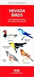 Nevada Birds