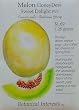 Honey Dew Melon Sweet Delight Seeds 22 Seeds
