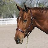 852 Halter Cob Latigo .75In