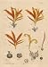 GIANT Wall Sticker of: INDIAN FLOWERING REED Illustration by John Miller Botanical Studies from 1779.