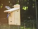 Birds Choice Ultimate Bluebird House w/Viewing Window