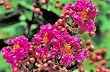 Centennial Spirit Crape Myrtle One Gallon
