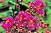 Centennial Spirit Crape Myrtle One Gallon