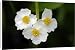 Canvas Prints of USH-2371 Arrowhead - flowers of plant growing in garden pond from Ardea Wildlife Pets