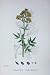 Botany Plants C1902 Common Meadow Rue Thalictrum