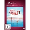 Das Geheimnis der Flamingos