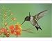 Photographic Prints of Ruby-throated Hummingbird, from Danita Delimont