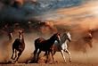 (24x36) Horses (Stampede) Art Poster Print