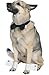 Pet Supplies : Strip N' Dog Costume -