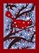 Amnesty International Cardinal in Winter Greeting Card - 10 in a Pack
