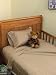 Toddler Bed Sheet Set 100% Cotton Color: Camel