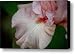 Pink Iris Study 4 Canvas Print / Canvas Art - Artist Teresa Mucha