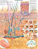 The Skin Chart