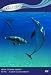 Virtual Dolphin Therapy Relaxation Meditation DVD