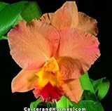Slc. Final Touch Mendenhall AM/AOS(photo) x Blc. George King Southern CrossAM/AOS