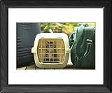 Framed Prints of CAT - Tabby Kitten in cat basket from Ardea Wildlife Pets